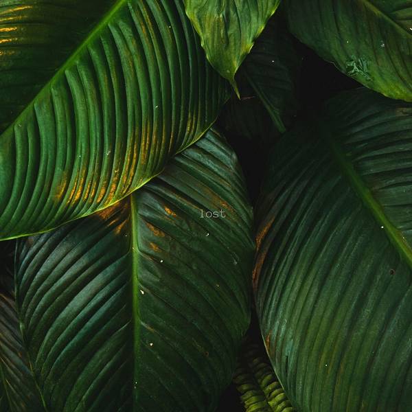 Liam Thomas - Lost